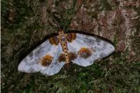 Abraxas sylvata