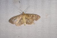 Anania lancealis