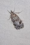 Scoparia ambigualis/basistrigalis