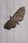 Eupithecia tripunctaria