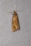 Phtheochroa inopiana