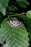 Epirrhoe tristata