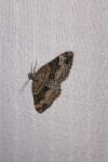 Xanthorhoe biriviata