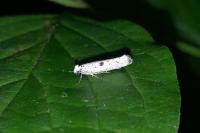 Yponomeuta plumbella