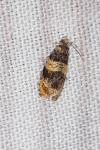 Celypha aurofasciana
