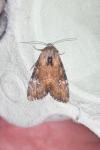Apamea scolopacina