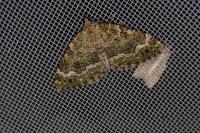 Colostygia olivata