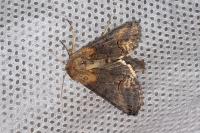 Abrostola triplasia