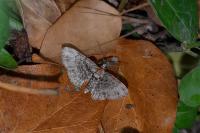 Pasiphila rectangulata