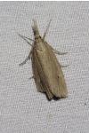 Chilo phragmitellus