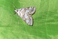 Nymphula nitidulata