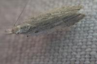 Anarsia spartiella