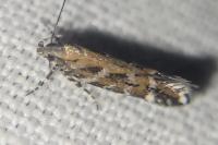 Aristotelia ericinella