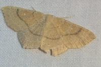 Cyclophora ruficiliaria