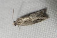 Rhopobota naevana