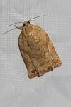 Archips oporana