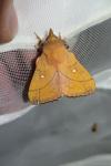 Odonestis pruni