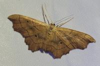 Idaea emarginata