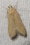 Helcystogramma rufescens