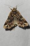 Callopistria juventina