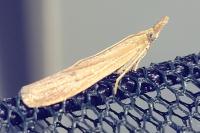 Anerastia