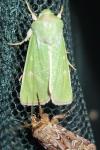 Calamia tridens