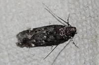 Neofriseria peliella