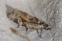 Argyrotaenia ljungiana