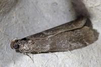Ortholepis betulae