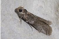 Ortholepis betulae