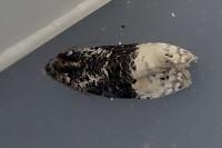 Apotomis betuletana