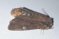 Apamea aquila