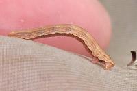 Aplocera plagiata/efformata