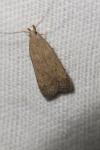 Helcystogramma lutatella