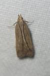 Helcystogramma lutatella