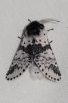 Furcula bicuspis
