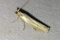 Selagia argyrella