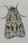 Acronicta auricoma