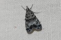 Eudonia mercurella