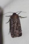 Euxoa gr. tritici