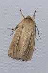 Mythimna impura