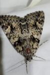 Catocala promissa