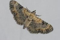 Eupithecia linariata