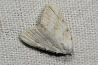 Nola aerugula