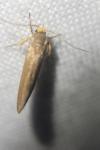 Crassa unitella