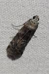 Phycita roborella