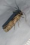 Phycita roborella