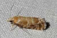 Rhyacionia pinicolana