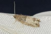 Spilonota ocellana