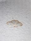 Idaea biselata